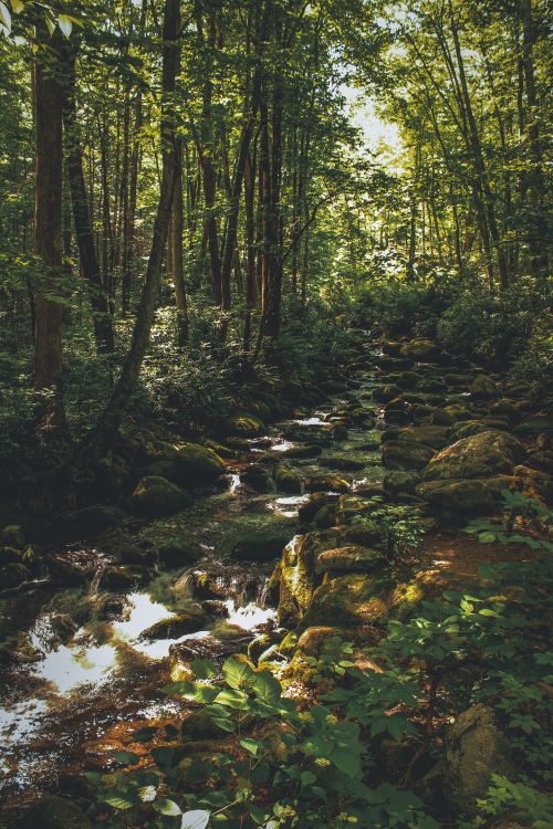 Free Tranquil forest stream surrounded by lush green leaves and sunlight. Stock Photo