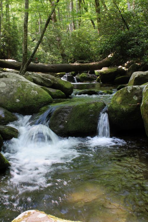 Free Tranquil forest stream flowing over mossy rocks under lush green foliage. Stock Photo