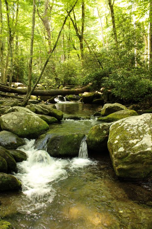 Free Peaceful forest stream flowing through moss-covered rocks and lush greenery. Stock Photo