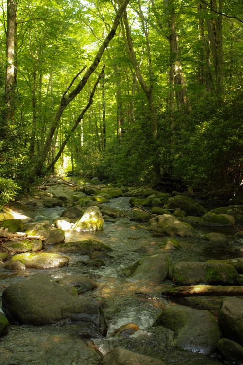 Free A tranquil forest stream flows over mossy rocks under lush green trees. Stock Photo