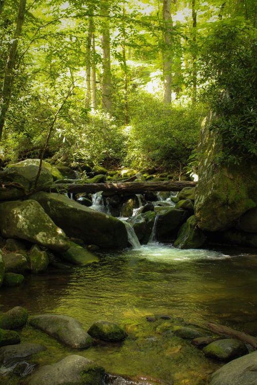 Free A tranquil forest stream flowing through lush greenery in a serene natural setting. Stock Photo