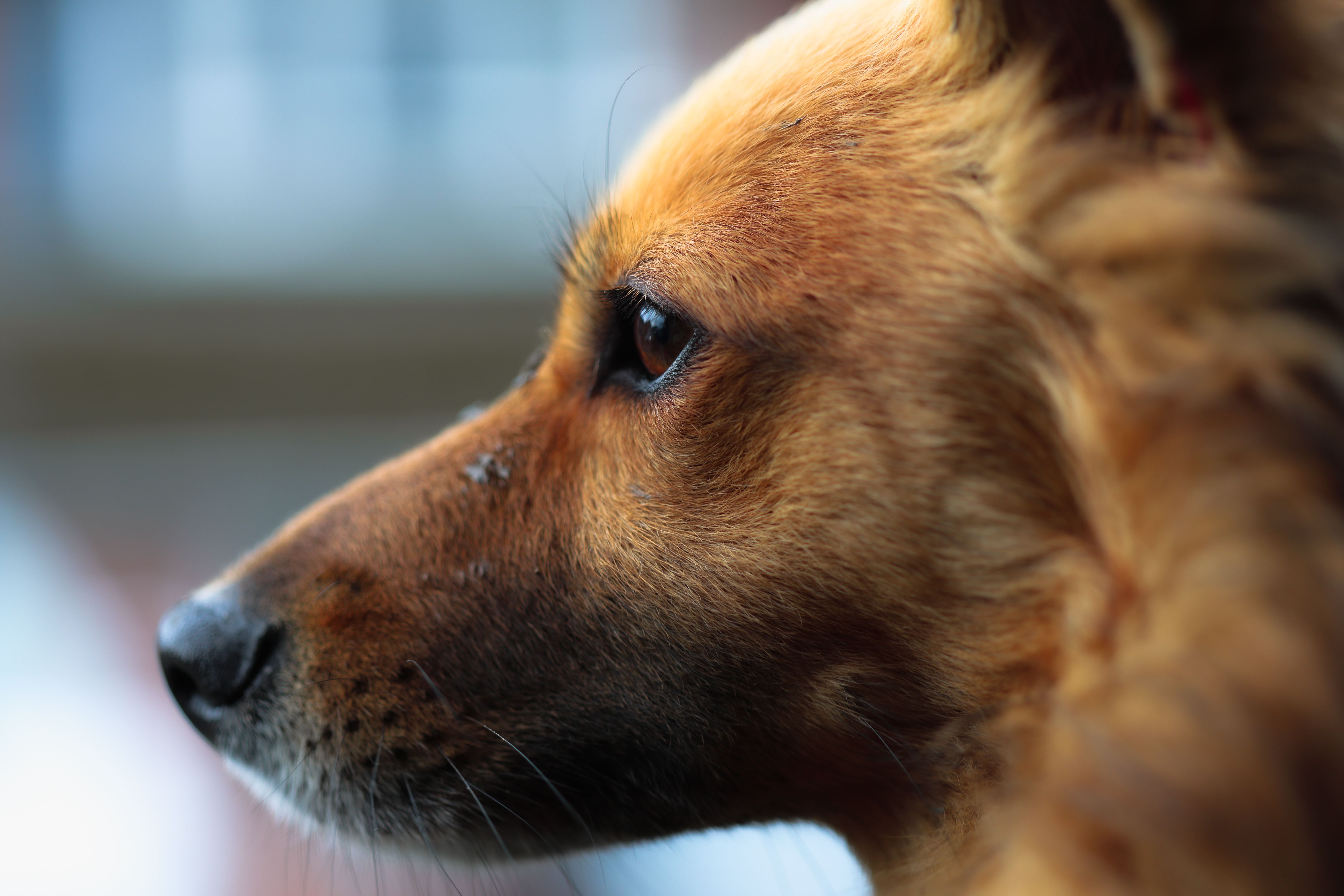 Portrait of a dog at a veterinary clinic
