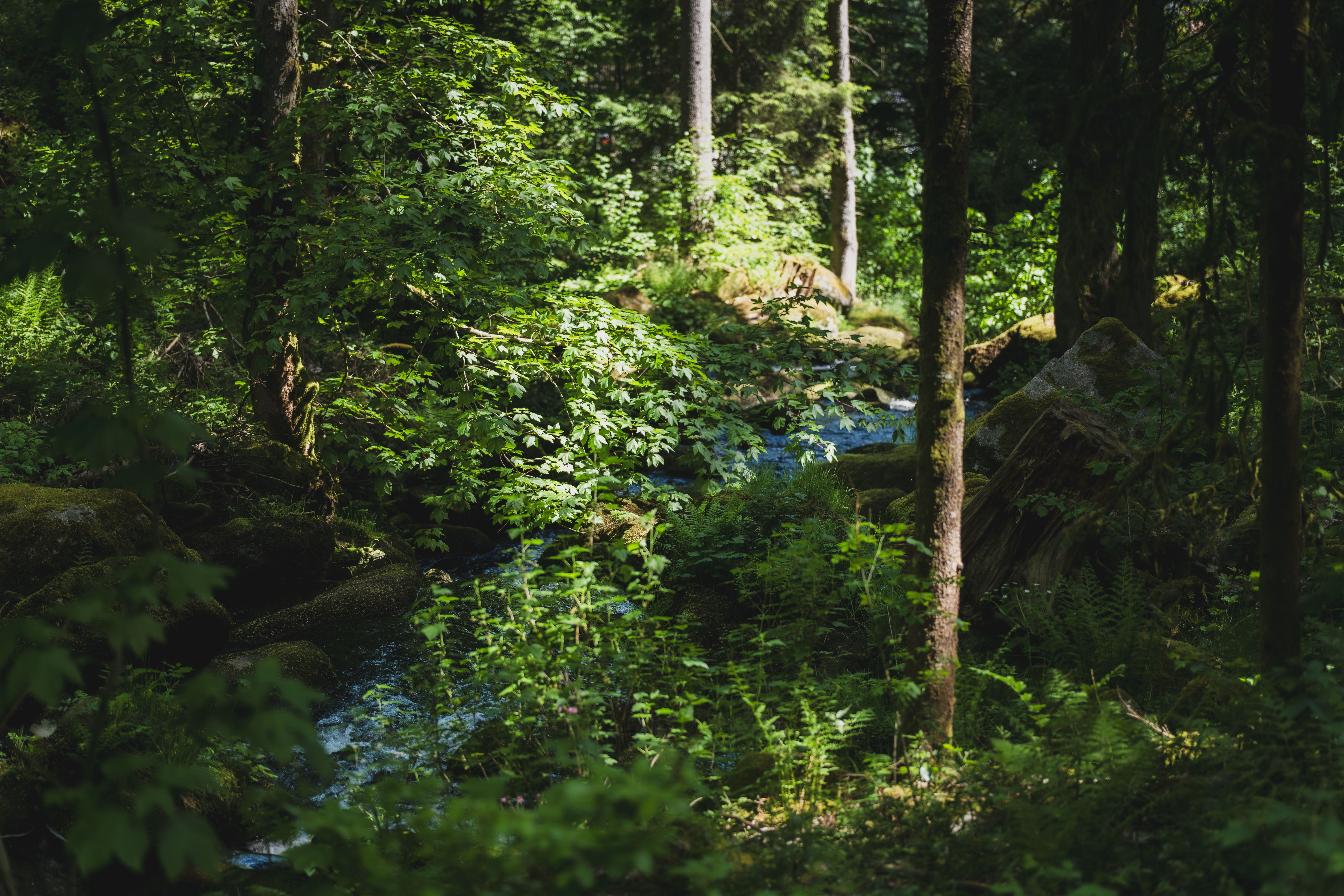 microclimate nature landscape