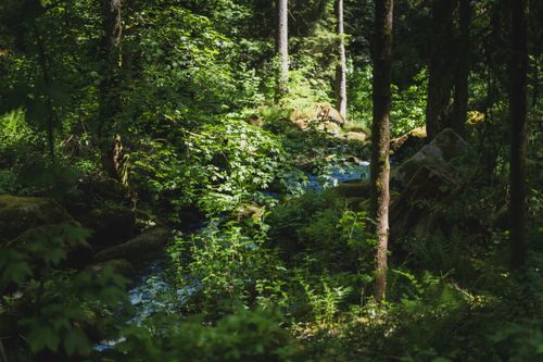 Free Sunlight filters through a dense forest canopy in Baden-Württemberg, Germany, highlighting a gentle stream. Stock Photo