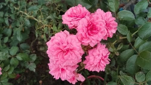 Free Close-up of vibrant pink roses with lush green foliage, captured outdoors. Stock Photo