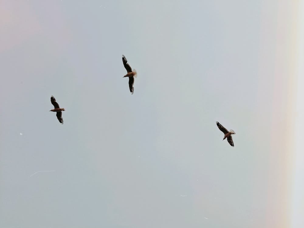 Birds Flying on the Sky