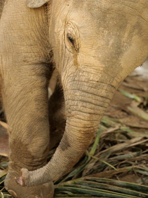 Free stock photo of animal, asian elephant, ecotravel
