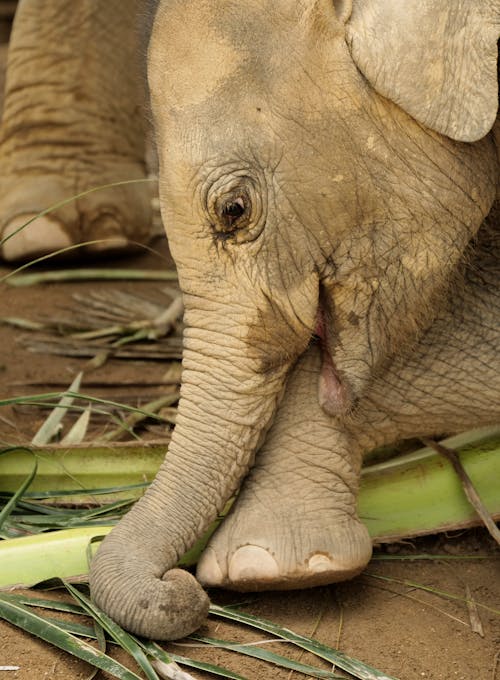 Close Up Shot of an Elephant