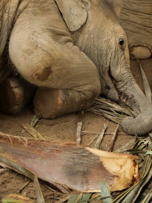 Fotos de stock gratuitas de animal, ecotravel, elefante