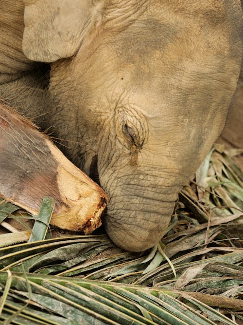 Fotos de stock gratuitas de animal, ecotravel, elefante