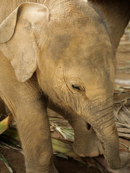 Free stock photo of animal, asian elephant, ecotravel