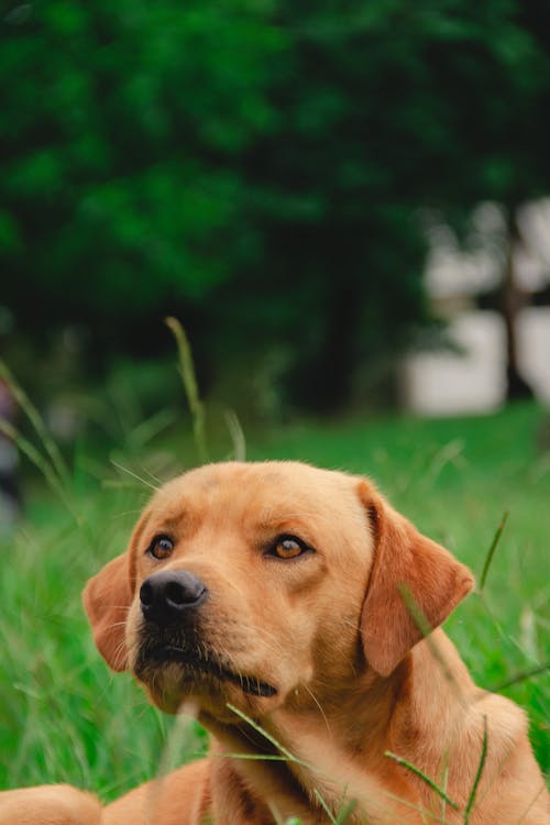 Anjing Golden Retriever Di Lapangan Rumput Hijau