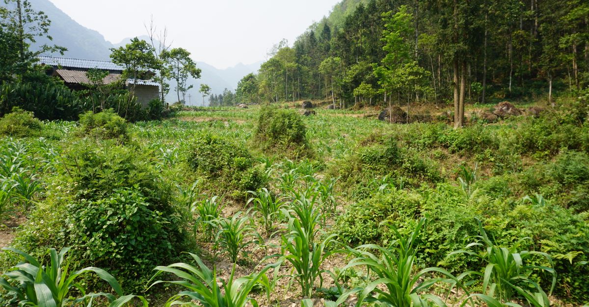Ha Giang Loop Vietnam karst mountains and winding road