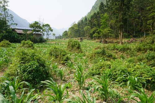 Free Idyllic rural landscape in Pho Bang with verdant plants and traditional architecture. Stock Photo