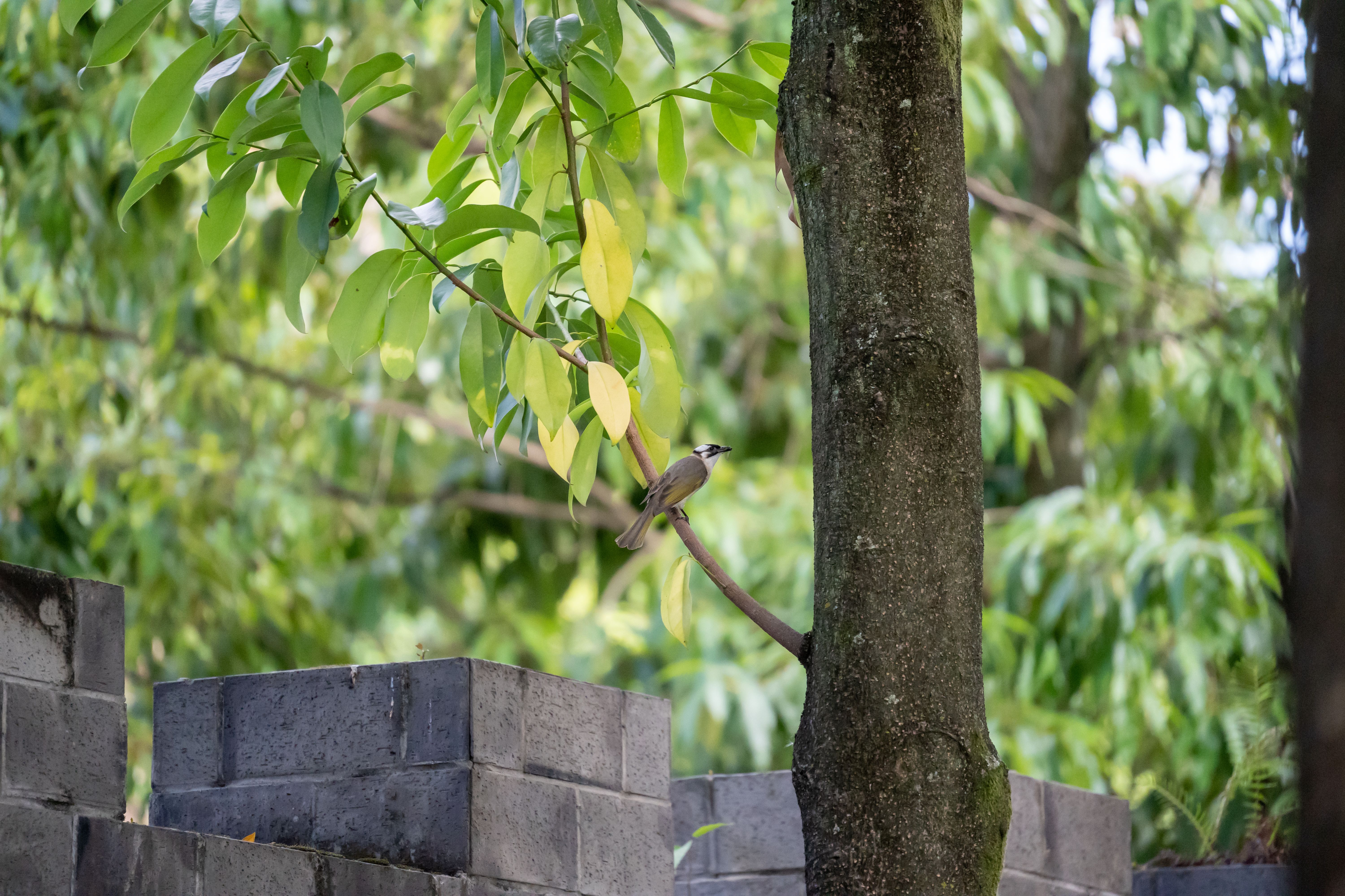 A bulbul bird perches gracefully on a branch in a lush green garden, showcasing nature's serenity.