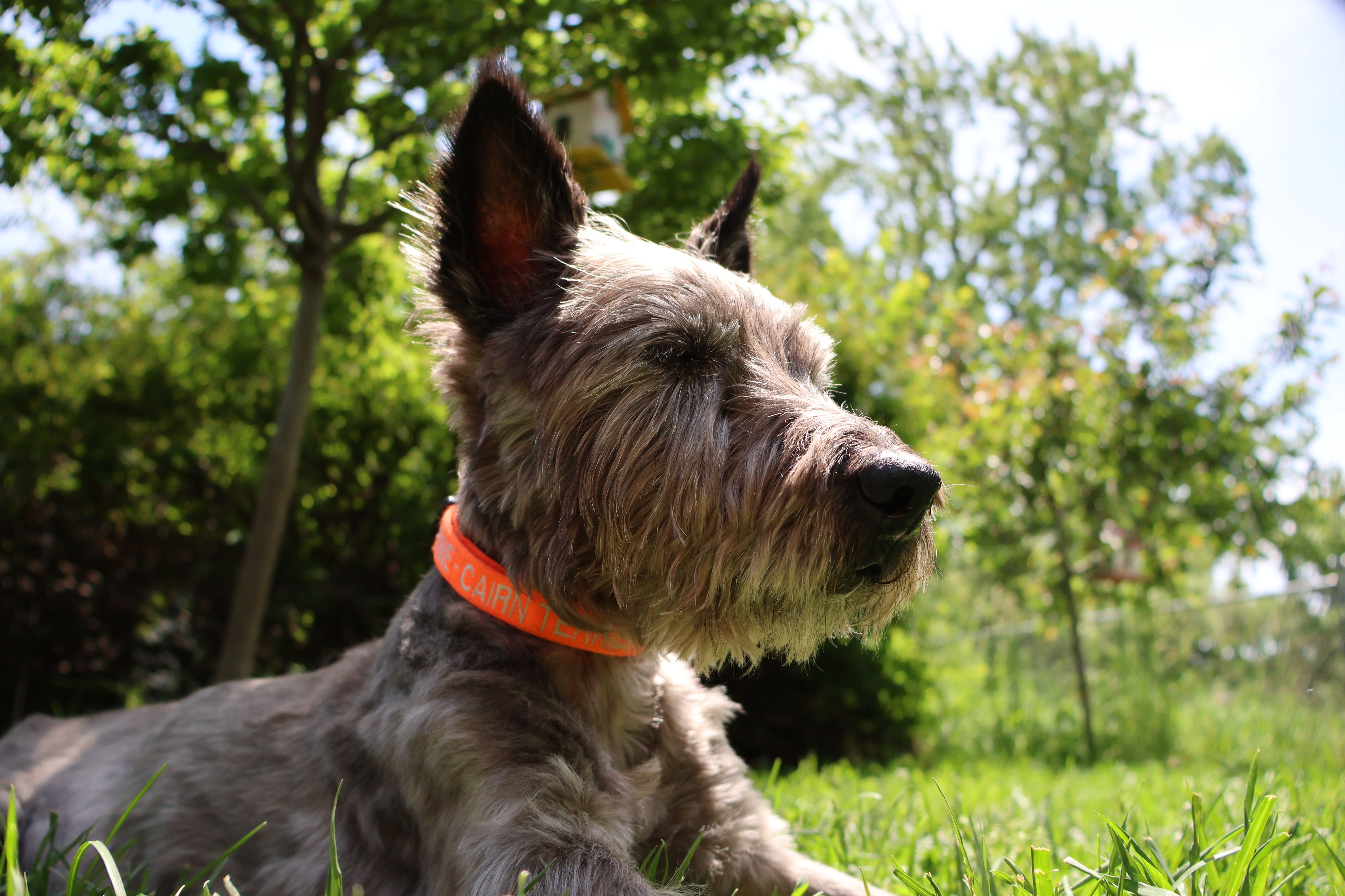 Veterinary care for a dog