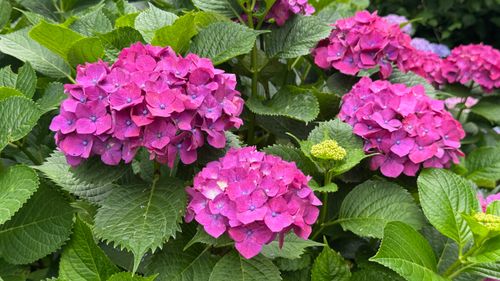 Free Close-up of vibrant pink hydrangeas with lush green leaves, showcasing natural beauty. Stock Photo