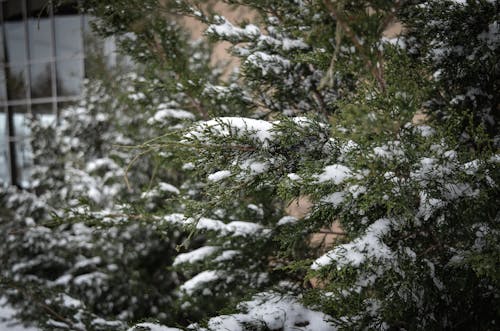 Δωρεάν στοκ φωτογραφιών με δέντρο, κρύο, χιόνι