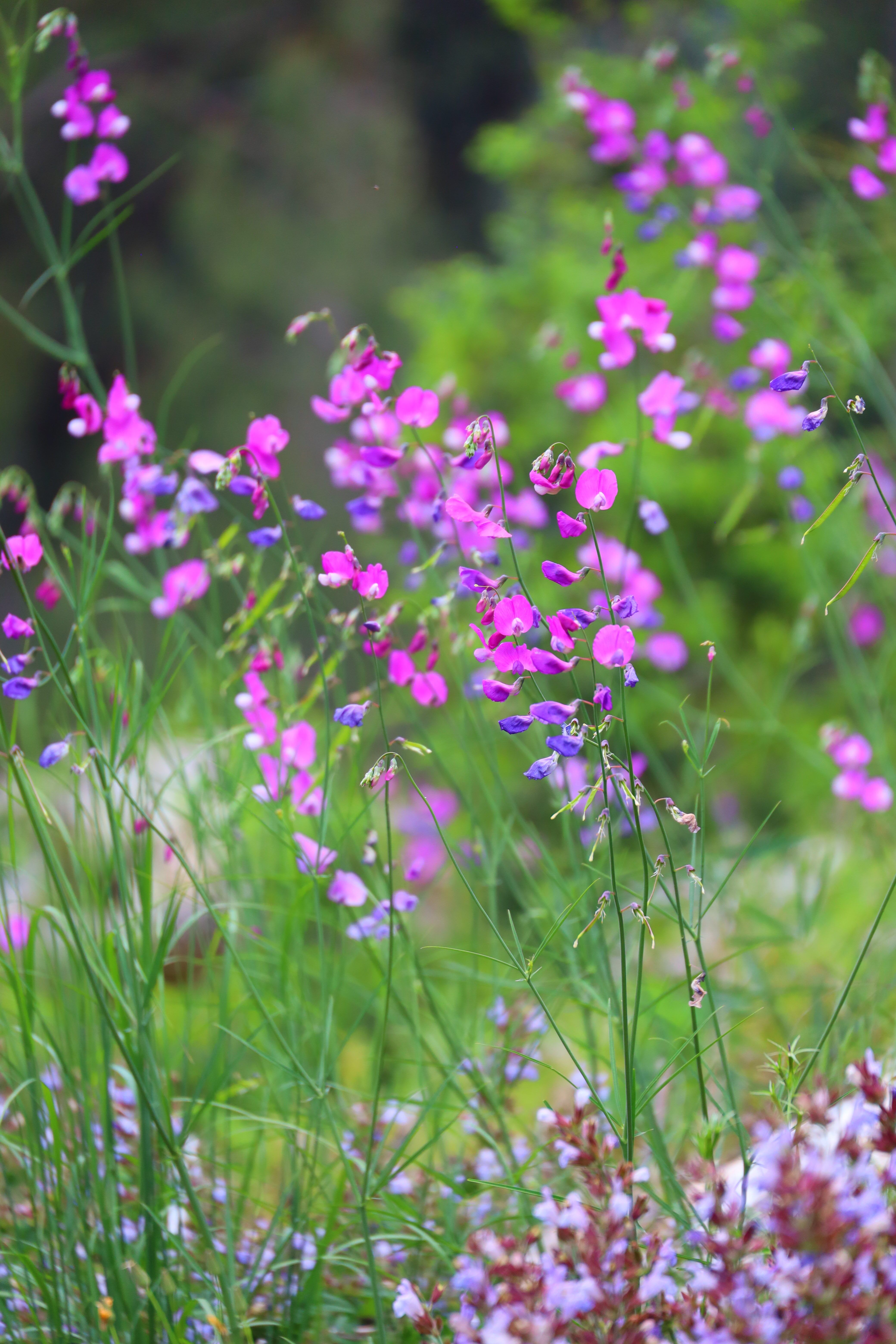[ColoSach]-a-lush-wildflower-meadow-with-vibrant-pink-and-purple-blooms-in-a-natural-outdoor-setting.