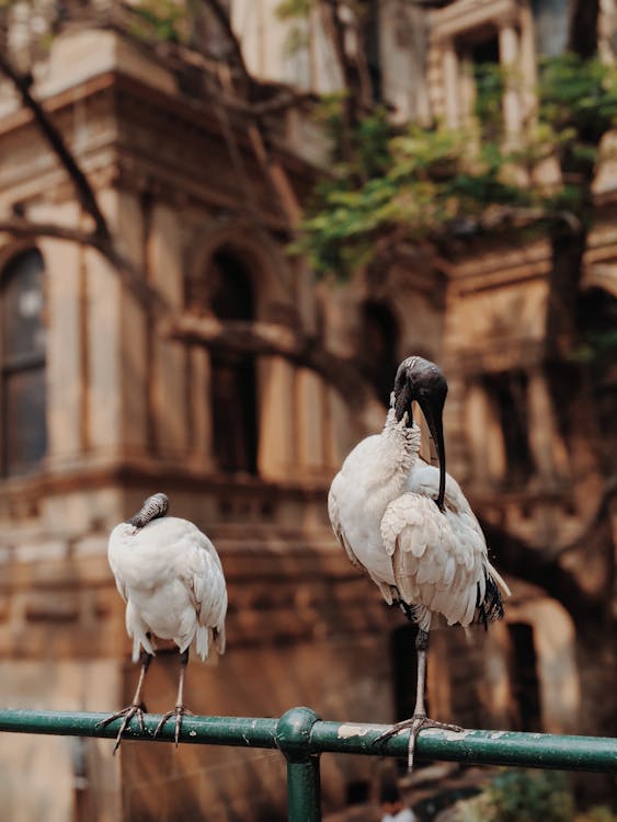 White Birds Perched on a Fence