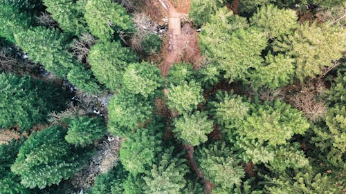 Gratis arkivbilde med dronebilde, dronefotografi, flora