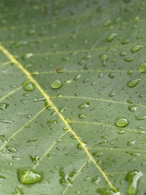 Free Macro shot of a green leaf with dew drops, emphasizing freshness and nature's beauty. Stock Photo