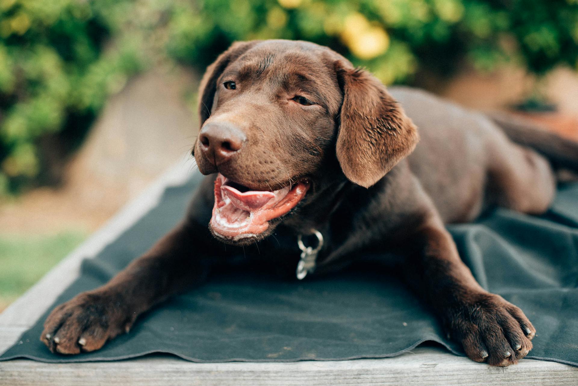 Svart labrador retriever valp vilar