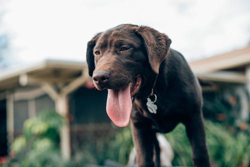Black Short Coated Dog With Tongue Out