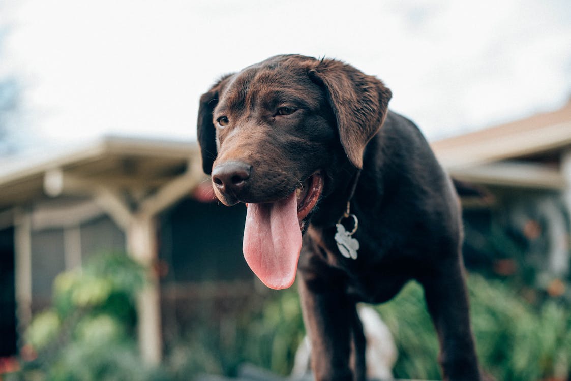 Free Black Short Coated Dog With Tongue Out Stock Photo
