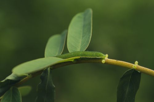 Free Close-up of a green caterpillar crawling on a leafy branch in natural sunlight. Stock Photo