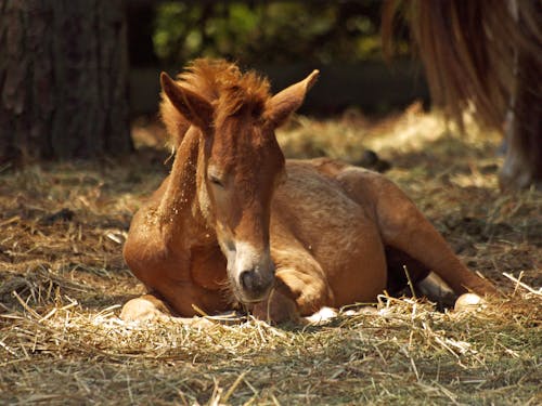 Kostenlos Brown Horse Liegt Auf Dem Boden Stock-Foto