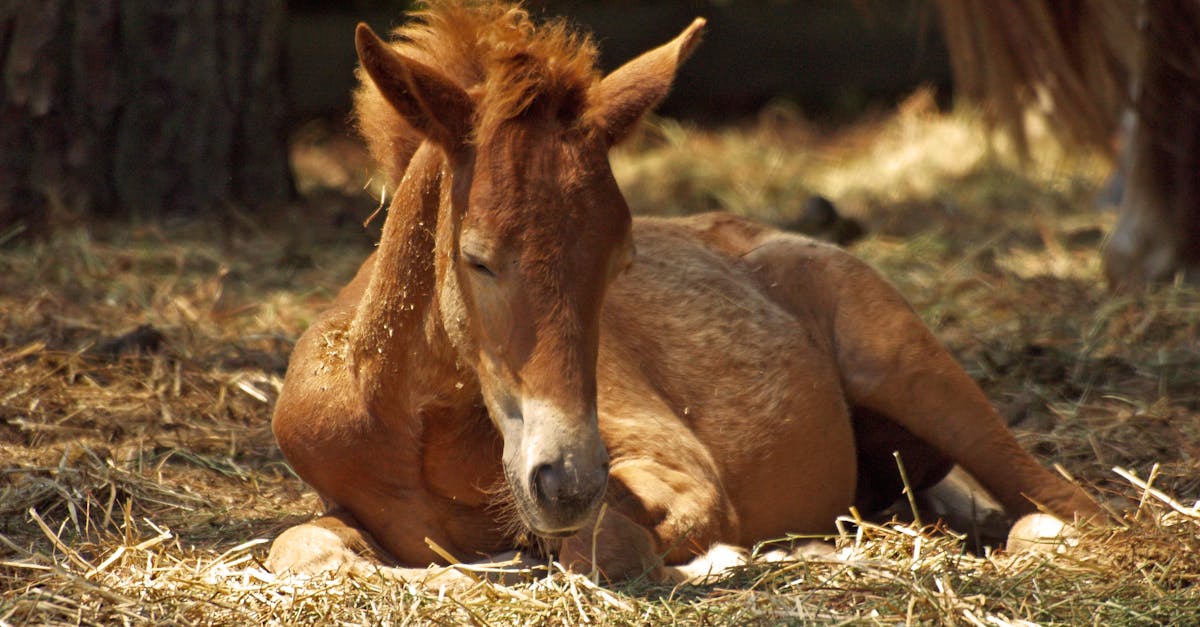 Brown Horse Lying on Ground
