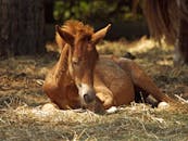 在阳光明媚的农场里，可爱的小马驹安静而安详地躺在干草上