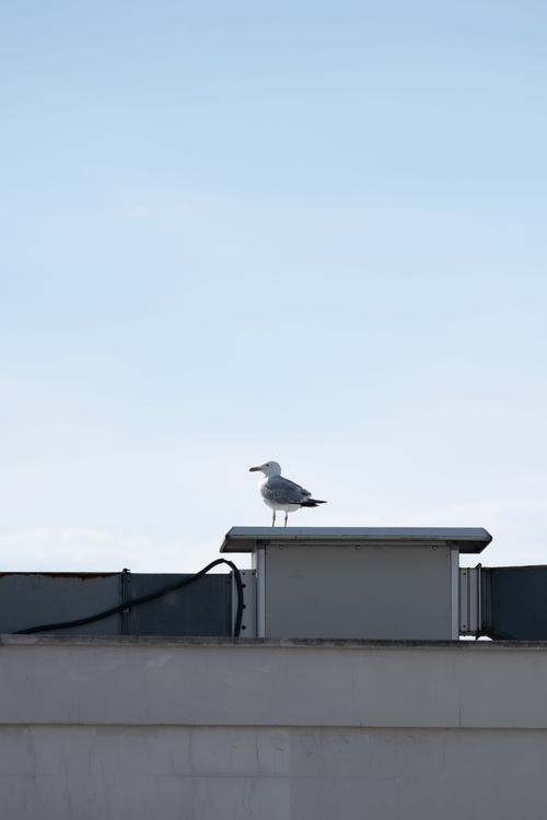 Free A lone seagull stands on a rooftop against a clear blue sky in Yalova, Türkiye. Stock Photo