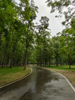 Peaceful path in a vibrant green forest after rain, showcasing nature's tranquility.