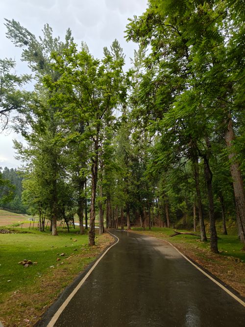 Free A peaceful path curves through a lush, green forest on a rainy day. Stock Photo