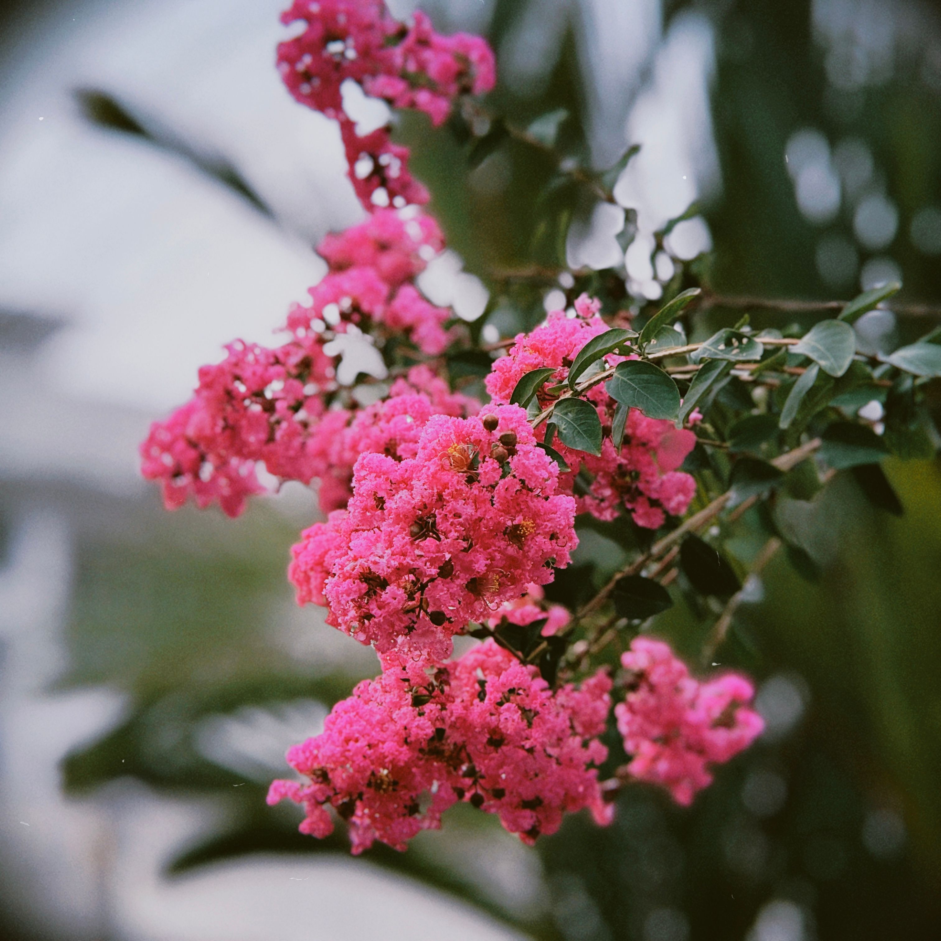 [ColoSach]-close-up-of-vibrant-pink-crape-myrtle-flowers-blooming-outdoors-in-lush-greenery.