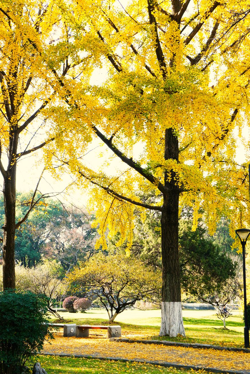 Photo by gang liang on Pexels Stunning view of a park in autumn with vibrant yellow ginkgo trees.