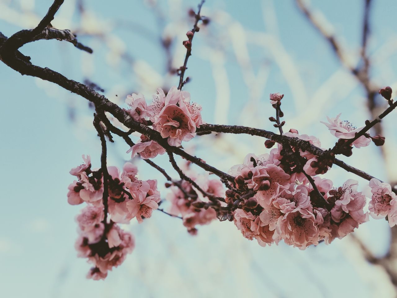 delicate cherry blossoms in full bloom against a bright spring sky in