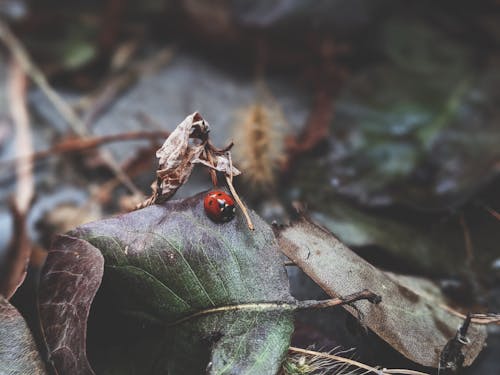 Yaprak üzerinde Kırmızı Uğur Böceği