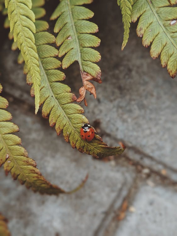 Ladybug on Green Leaf