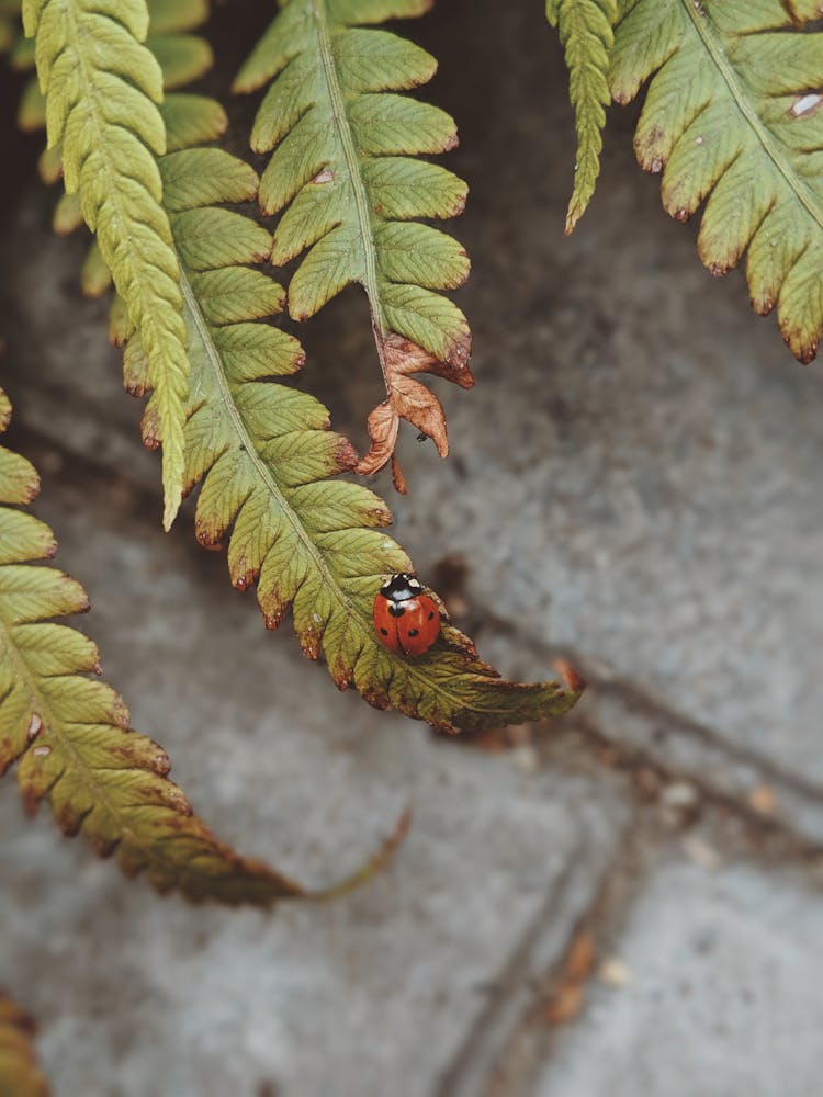 Ladybug On Green Leaf