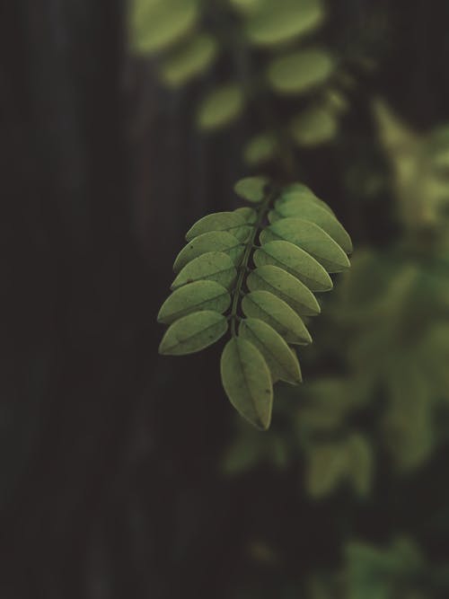 Ücretsiz Yakın çekim Fotoğrafında Yeşil Yapraklar Stok Fotoğraflar