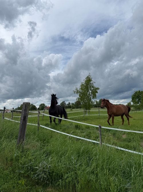 Free Two horses enjoying a lush green pasture under a cloudy sky in Enköping, Sweden. Stock Photo