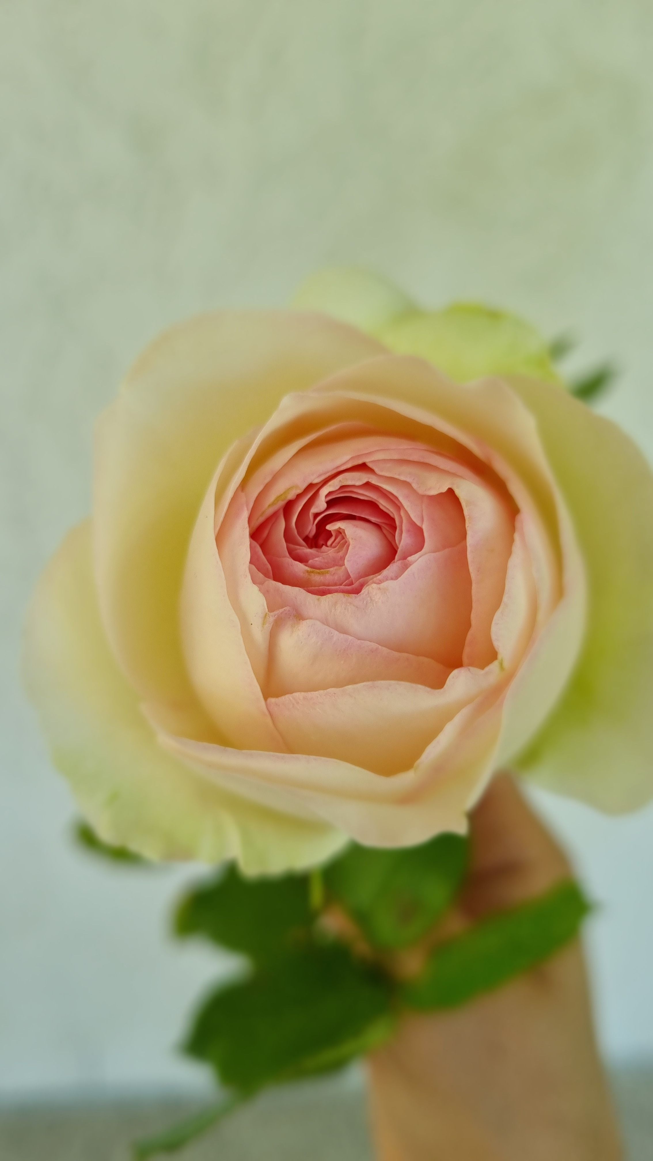 A close-up view of a delicate peach-colored rose with fresh green leaves, set against a soft background.