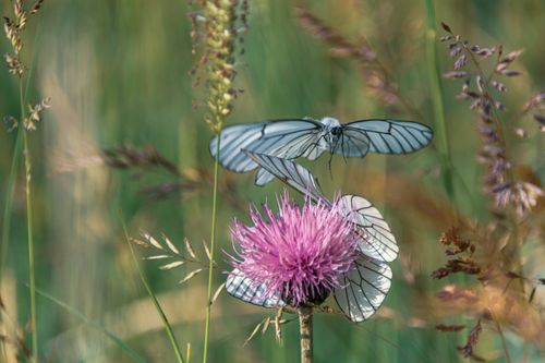 Free Black-veined white butterflies perched on a vibrant thistle flower in a natural setting. Stock Photo
