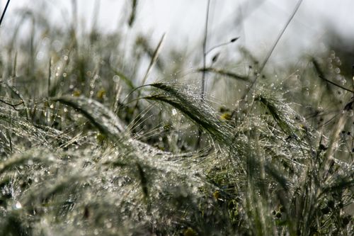 Free Glowing morning dew on wild grass creating a sparkling bokeh effect in the sunlight. Stock Photo