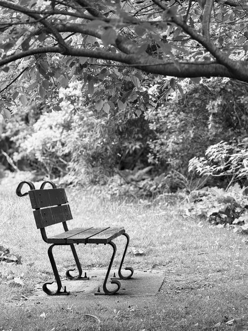 Free Black and white photo of a solitary park bench beneath a leafy tree, evoking tranquility. Stock Photo