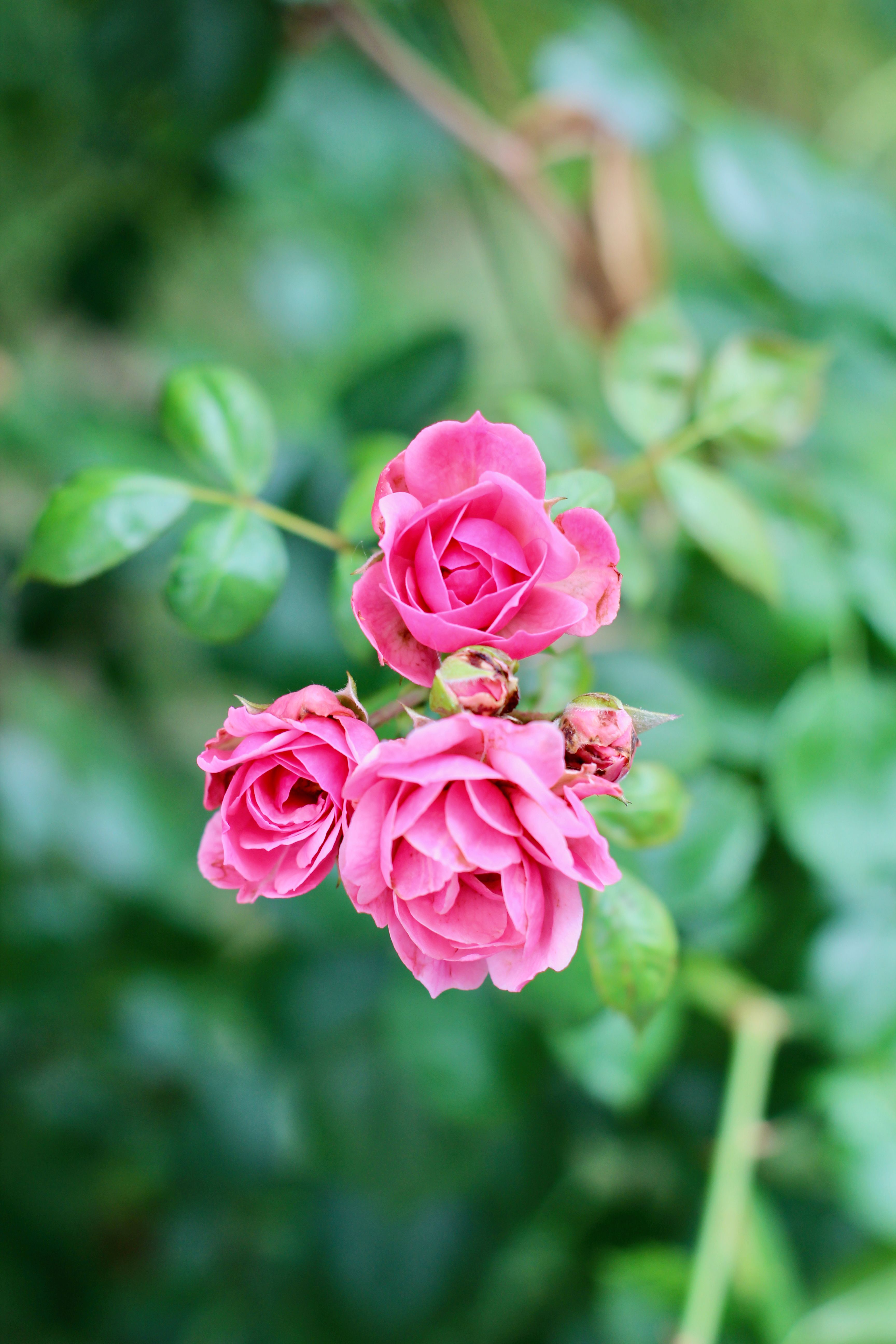 [ColoSach]-vivid-pink-roses-in-focus-against-a-lush-green-background,-capturing-nature's-beauty.