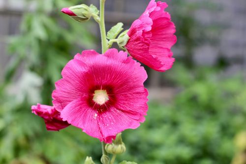 Free Bright pink hollyhock flowers blooming in a garden setting, showcasing vivid colors. Stock Photo